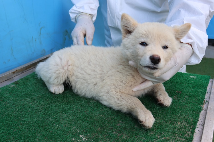 제주 동물보호센터_450650202502780